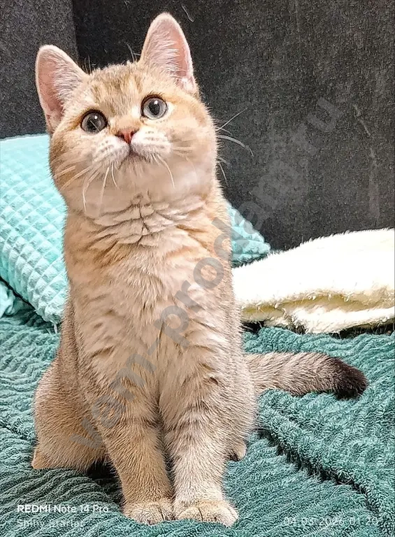 Чистопородные шотландские котята золотого окраса