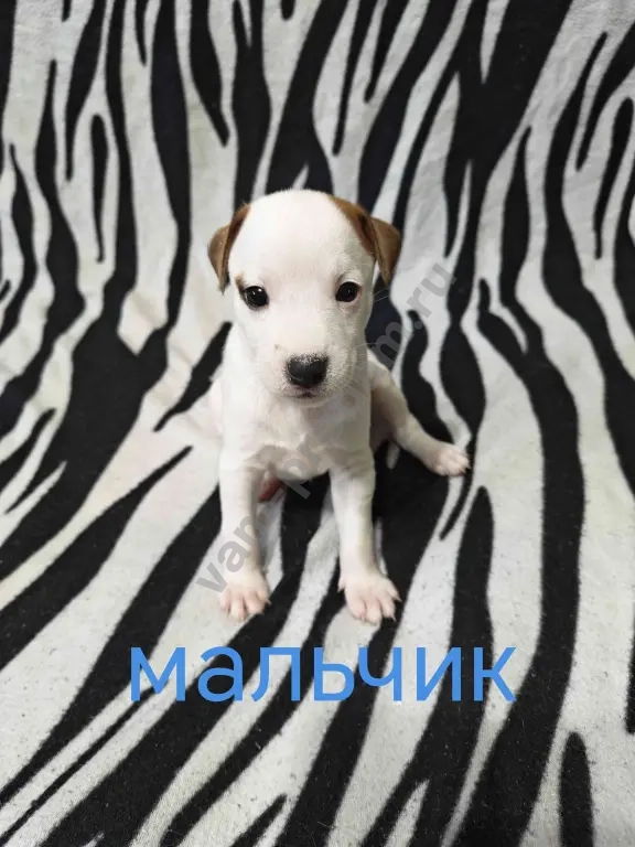 Джек Рассел Парсон терьер