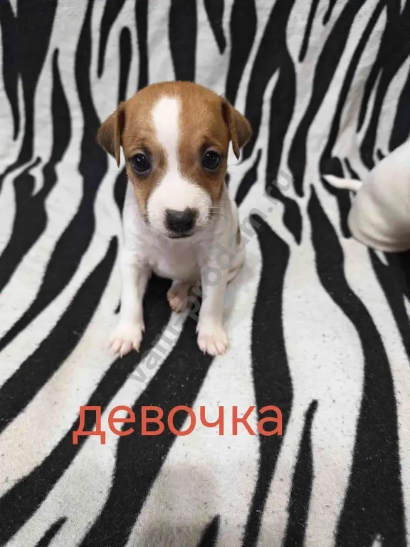 Джек Рассел Парсон терьер