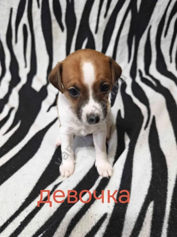 Джек Рассел Парсон терьер