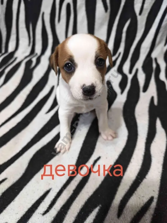 Джек Рассел Парсон терьер