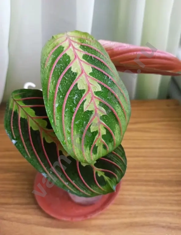 маранта триколор