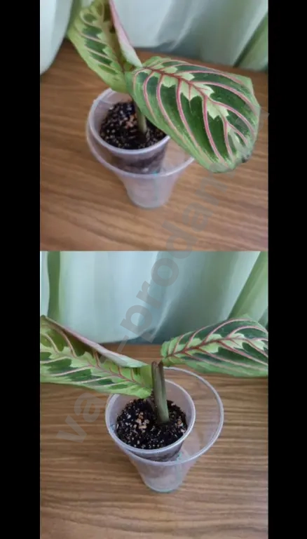 маранта триколор