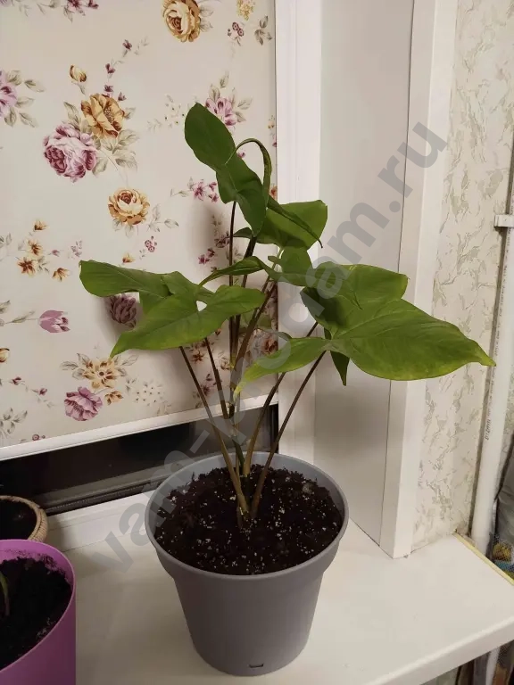 фикус Бенджамина, сингониум (лиана), переския годсеффа (кактус лиственный)