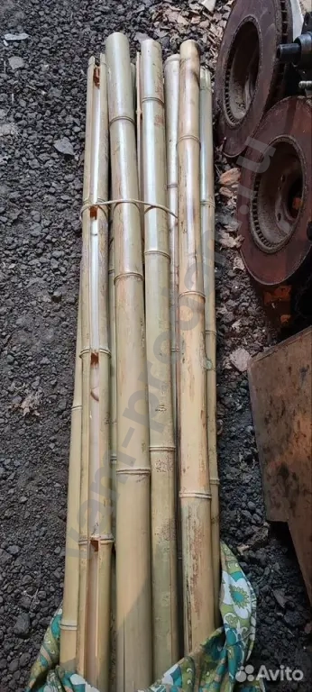 Стебель ствол бамбука