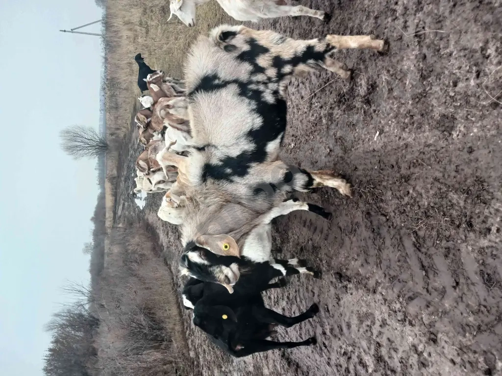 козел нубийский