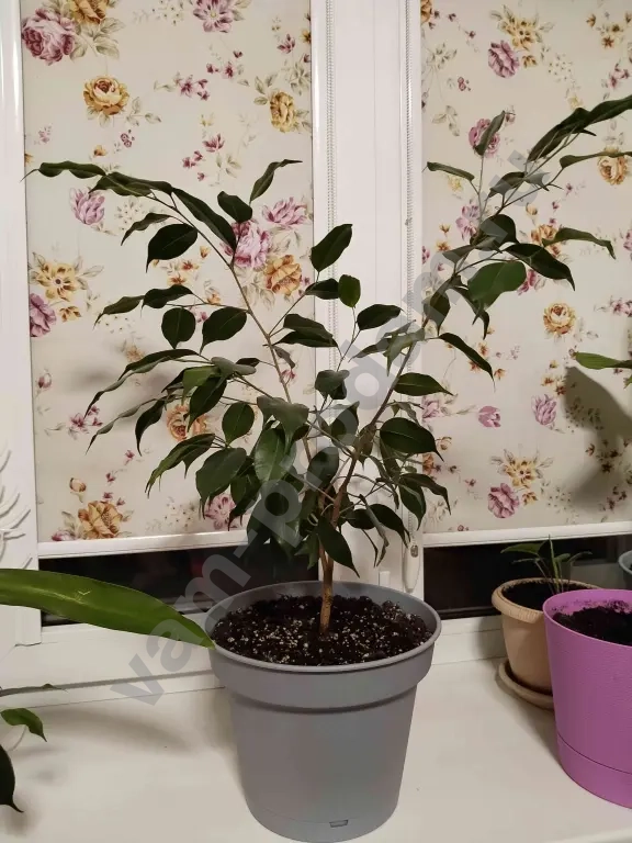 фикус Бенджамина, сингониум (лиана), переския годсеффа (кактус лиственный)