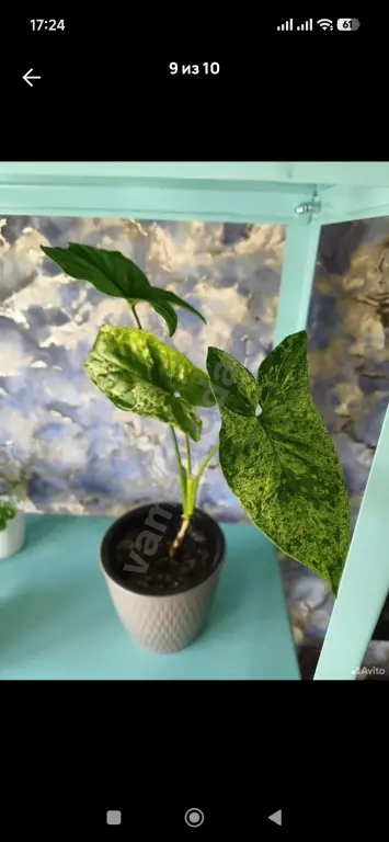 Сингониумы, алоказия, фикусы, кодонанта