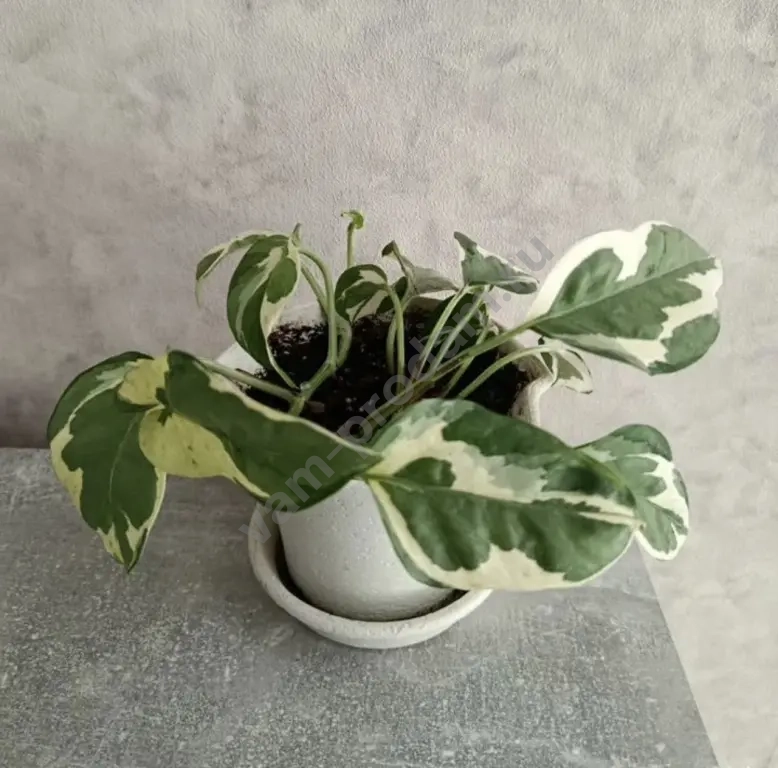 Эпипремнумы