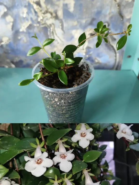 Сингониумы, алоказия, фикусы, кодонанта