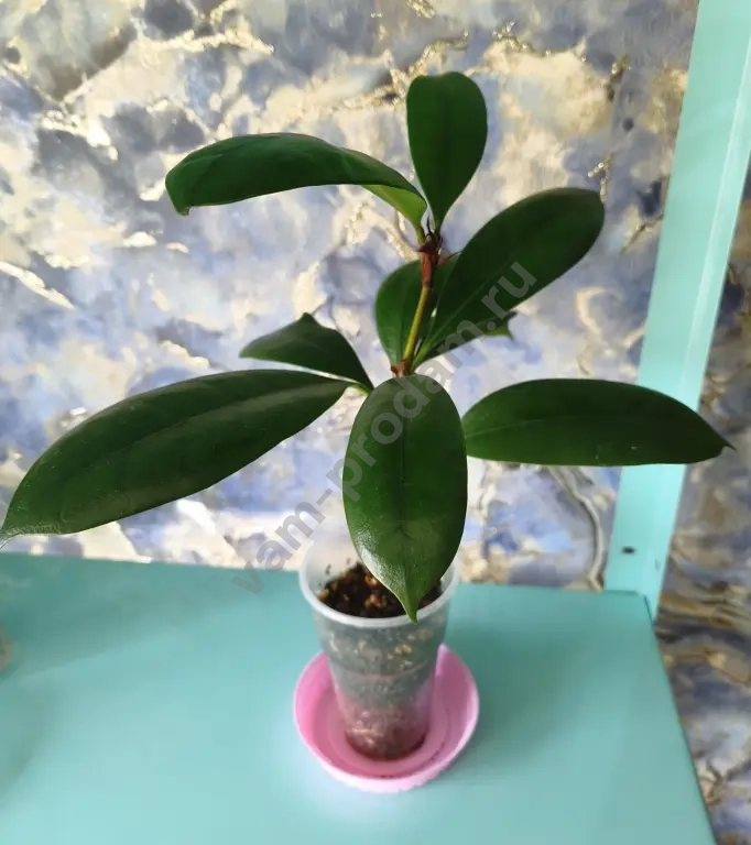 Сингониумы, алоказия, фикусы, кодонанта