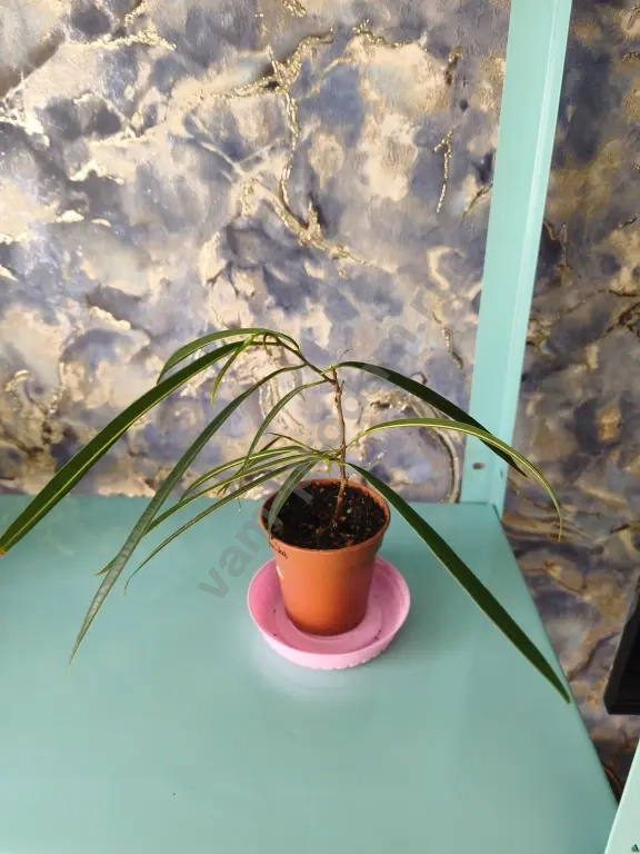 Сингониумы, алоказия, фикусы, кодонанта