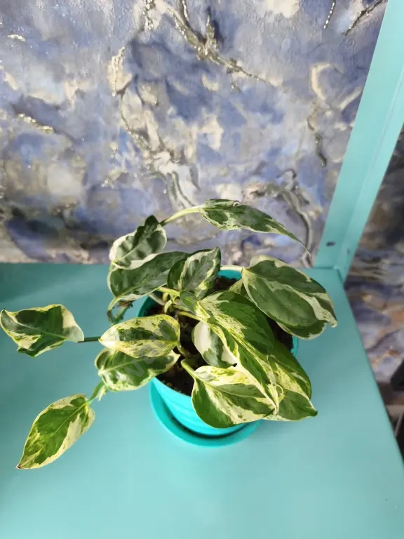 Эпипремнумы