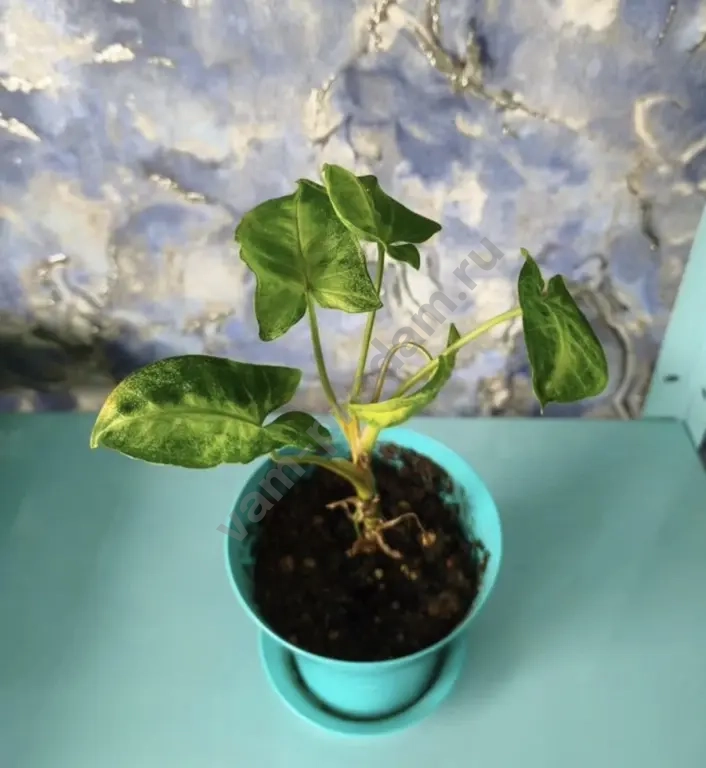 Сингониумы, алоказия, фикусы, кодонанта