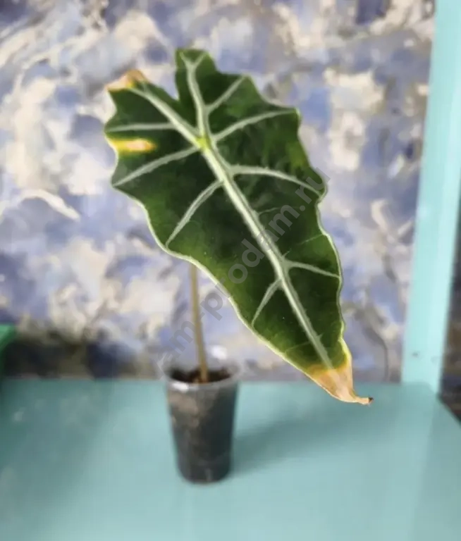 Сингониумы, алоказия, фикусы, кодонанта