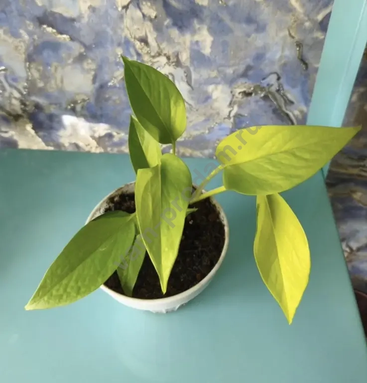 Эпипремнумы