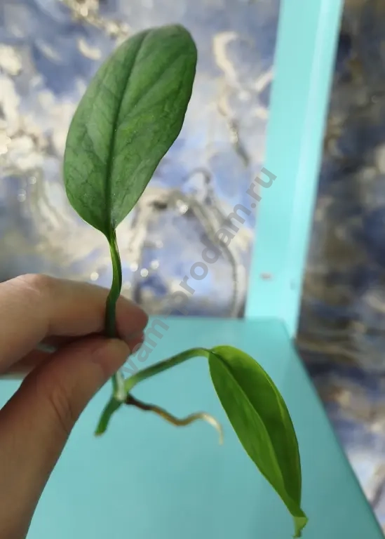 Эпипремнумы