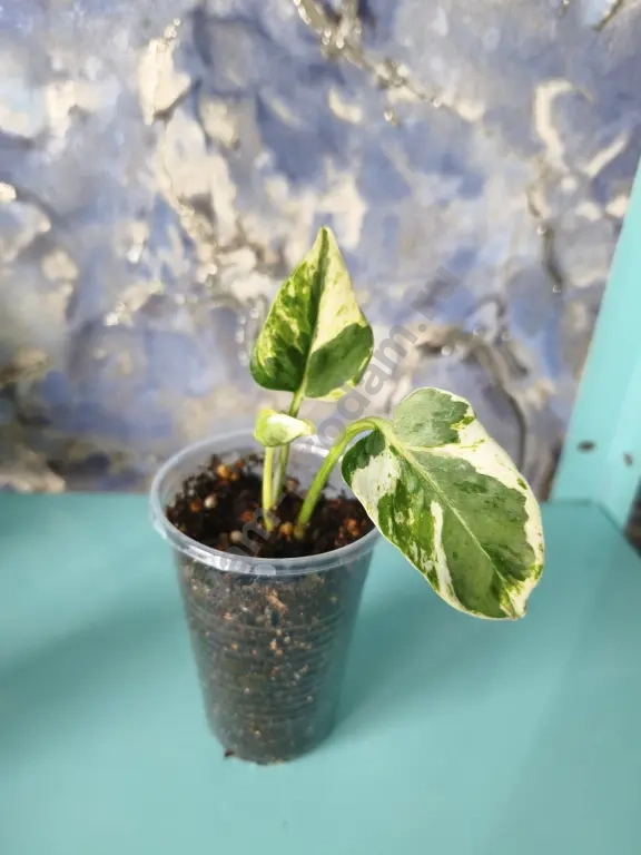 Эпипремнумы