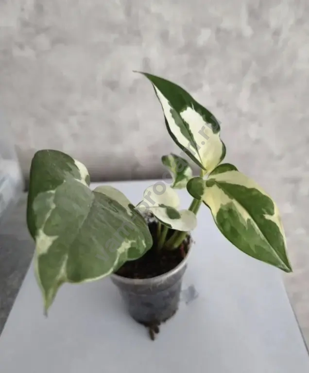 Эпипремнумы