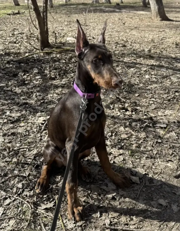 Купирование ушей и хвоста (купировка)