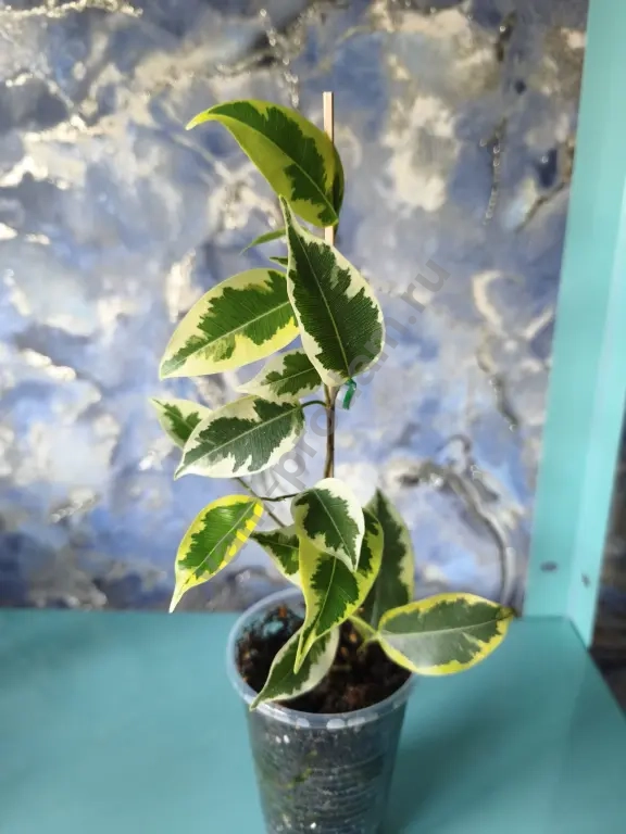 Сингониумы, алоказия, фикусы, кодонанта