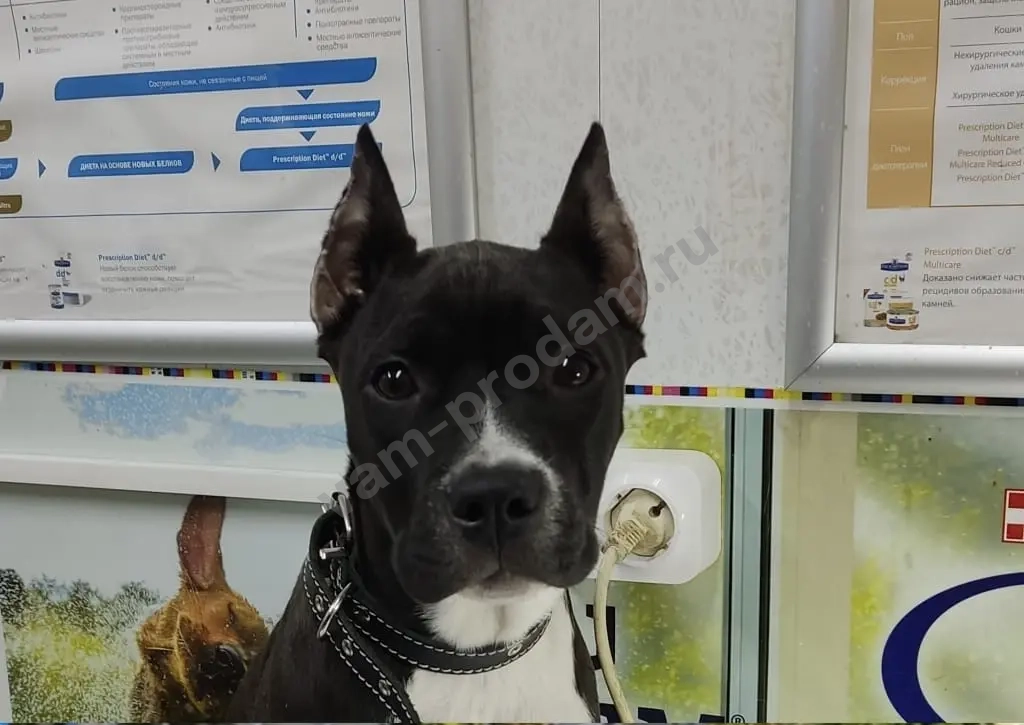 Купирование ушей и хвоста (купировка)