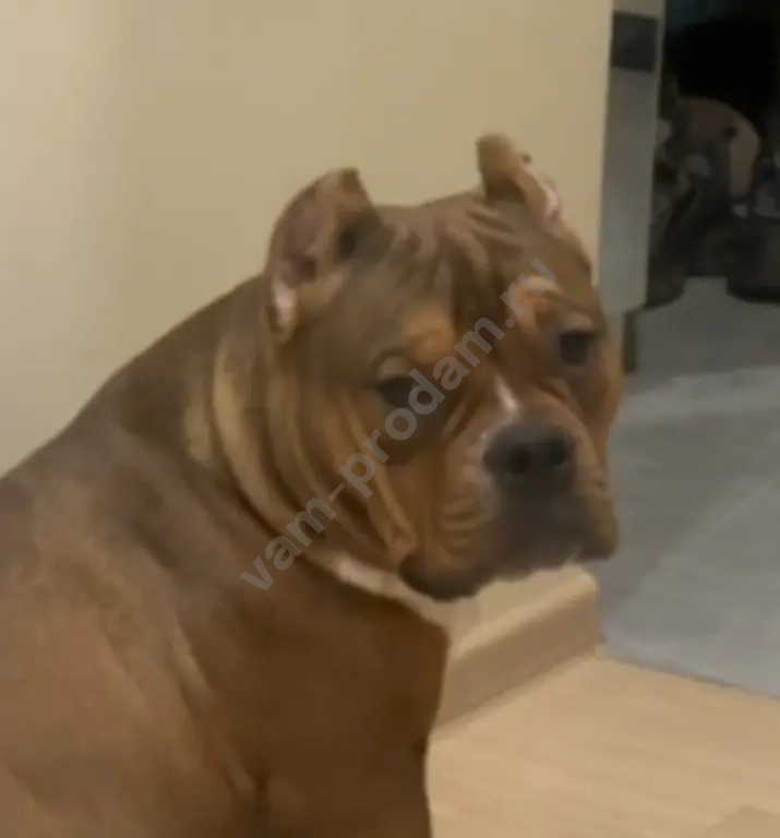 Купирование ушей и хвоста (купировка)