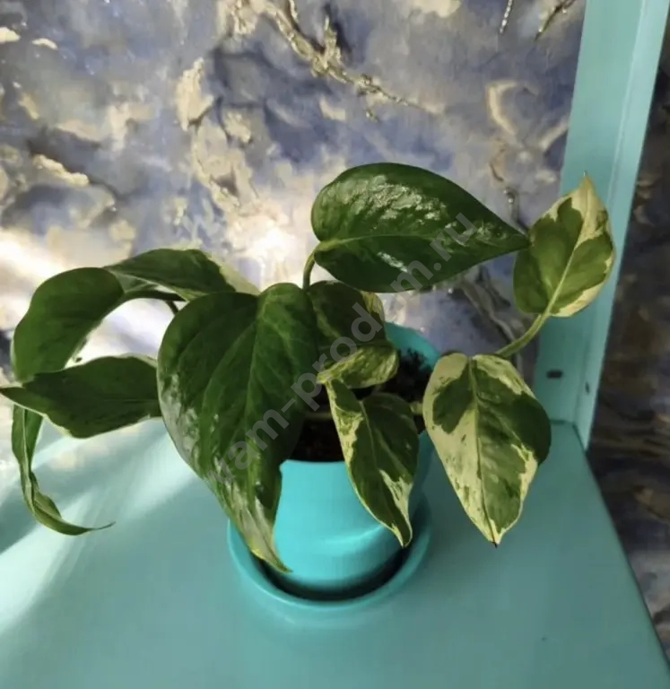 Эпипремнумы