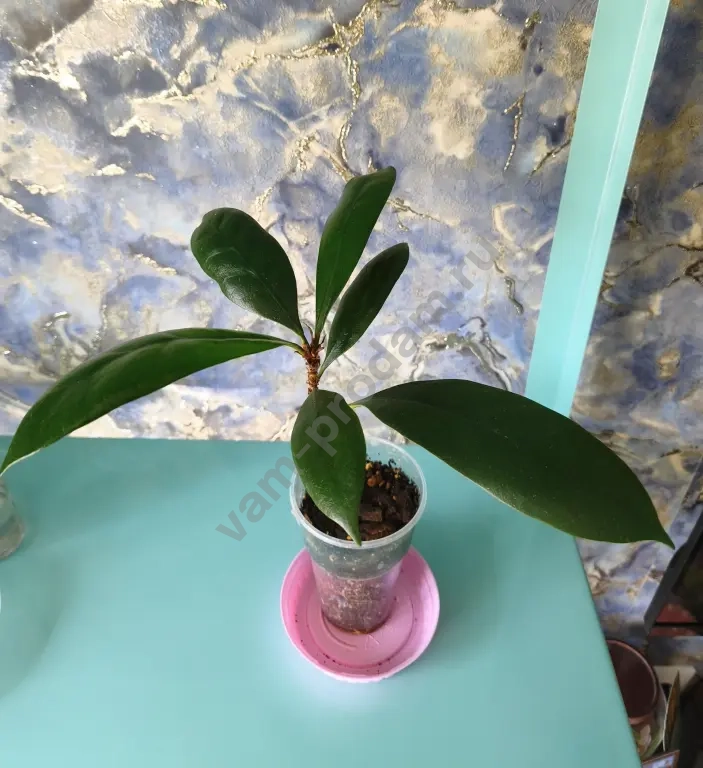 Сингониумы, алоказия, фикусы, кодонанта