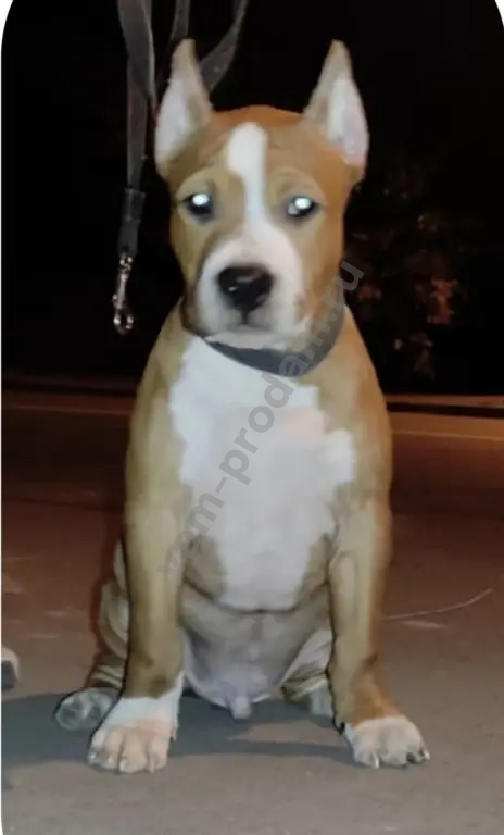 Купирование ушей и хвоста (купировка)