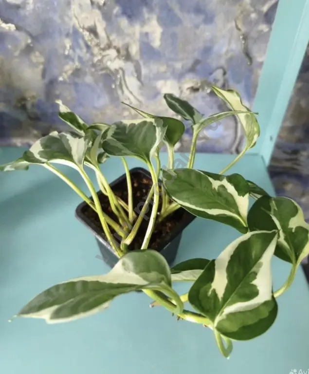 Эпипремнумы