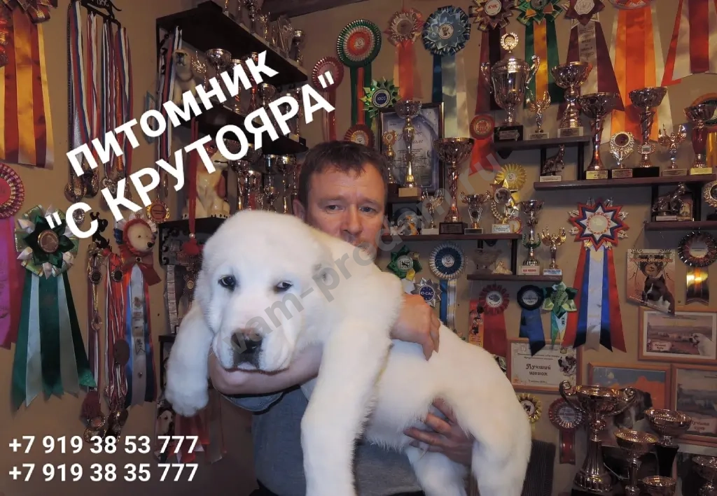 Щенки алабай (среднеазиатская овчарка)