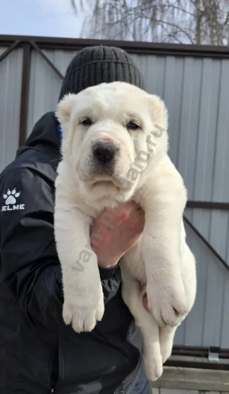 Щенки алабай (среднеазиатская овчарка)