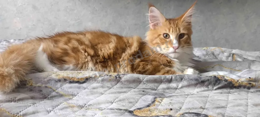 Котята Мейн-кун