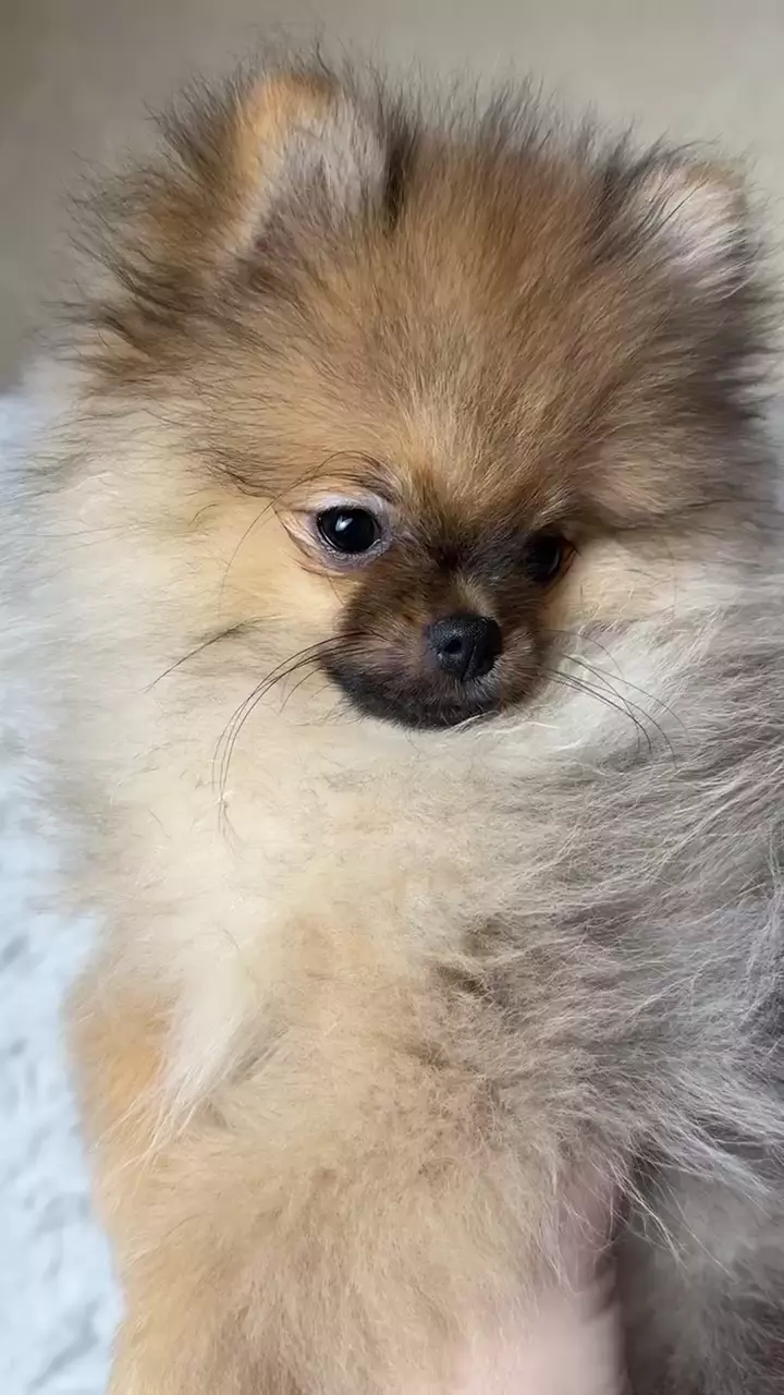 Немецкий шпиц, щенок