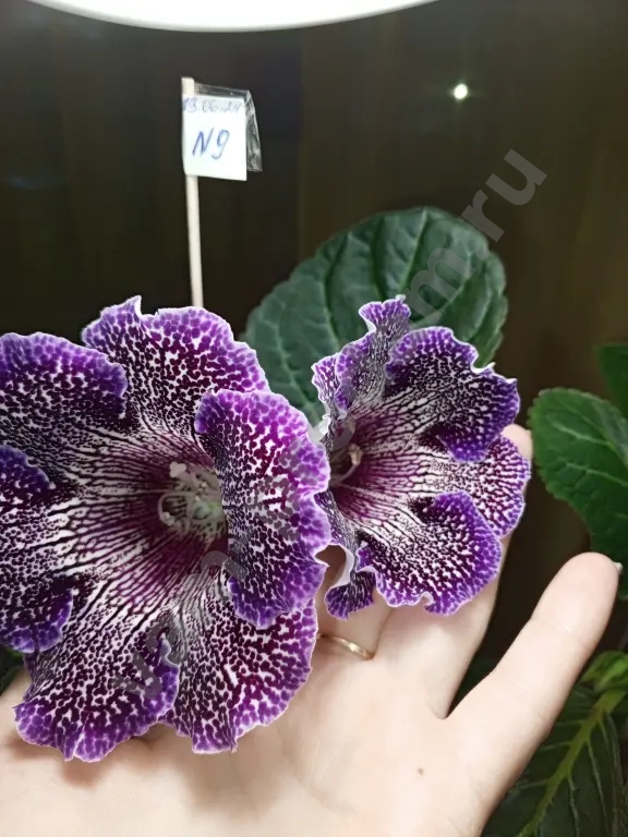 Комнатные растения декоративно- цветущие