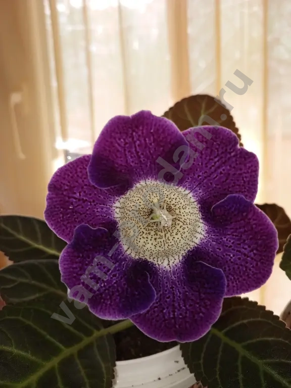 Комнатные растения декоративно- цветущие