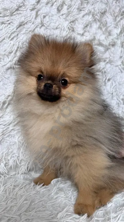 Немецкий шпиц, щенок