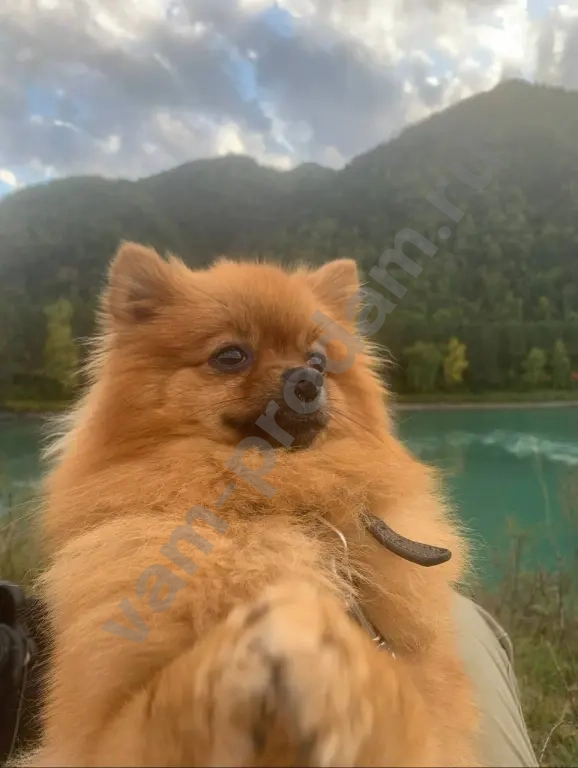 Немецкий шпиц, щенок