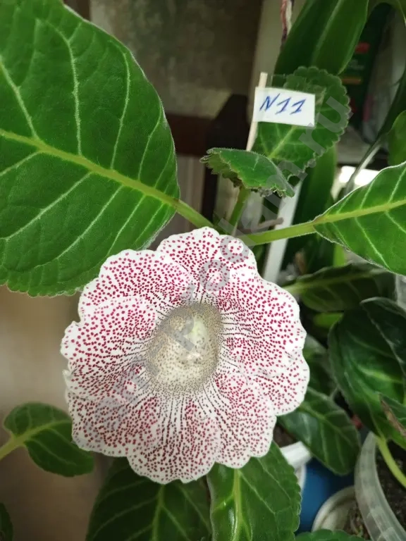 Комнатные растения декоративно- цветущие