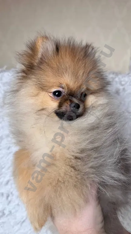 Немецкий шпиц, щенок