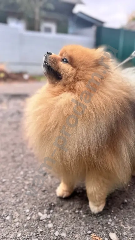 Немецкий шпиц, щенок