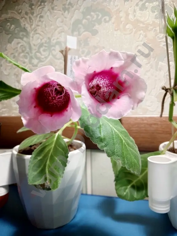 Комнатные растения декоративно- цветущие