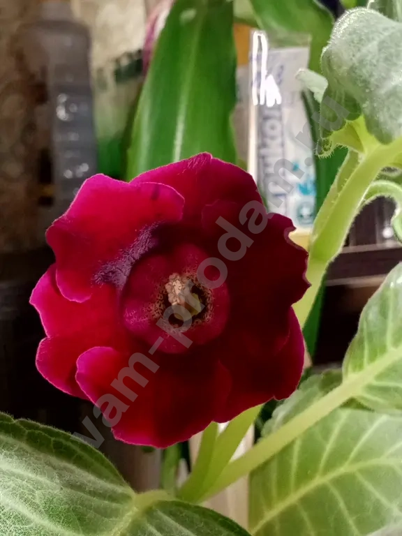 Комнатные растения декоративно- цветущие