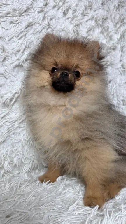 Немецкий шпиц, щенок