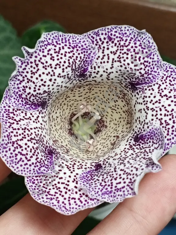 Комнатные растения декоративно- цветущие