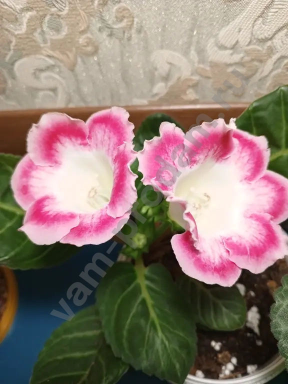 Комнатные растения декоративно- цветущие