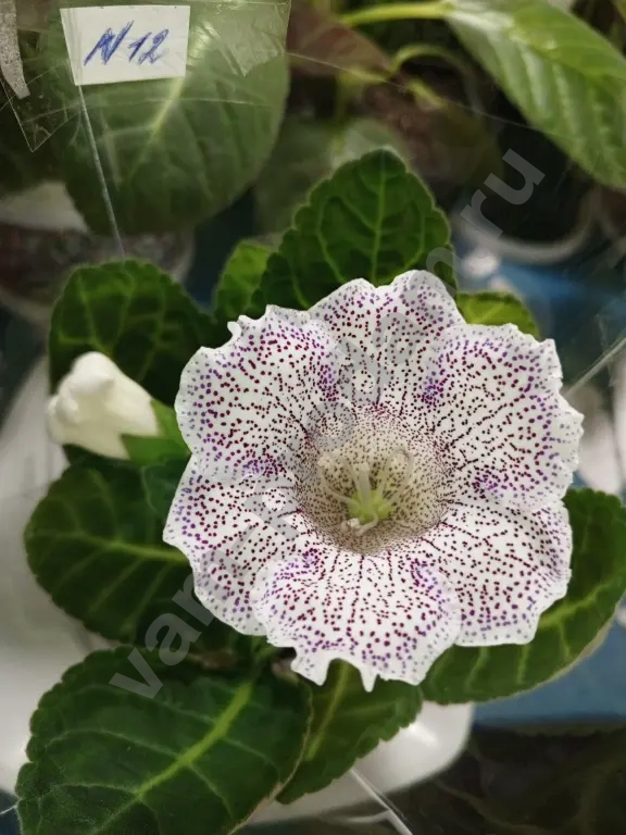 Комнатные растения декоративно- цветущие