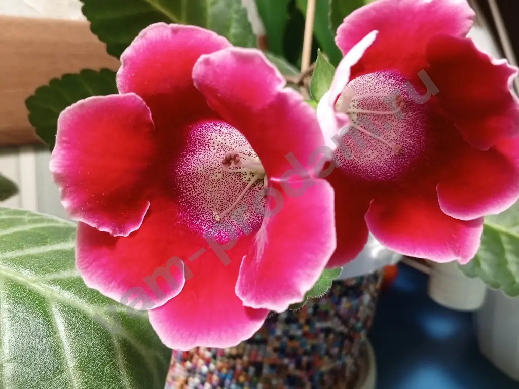 Комнатные растения декоративно- цветущие