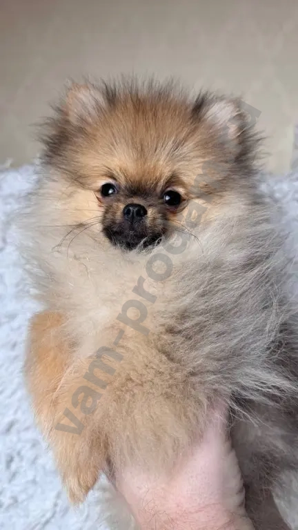 Немецкий шпиц, щенок